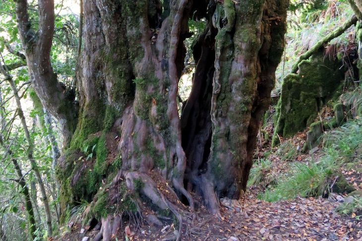 El tejo como modelo económico para salir de la ‘crisis que viene’