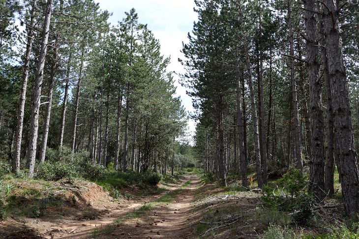 El calentamiento global es un ‘depredador’ de bosques