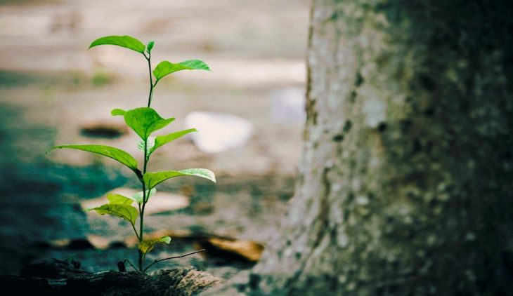 Medio Ambiente repartirá 500 millones entre las CCAA para inversiones en biodiversidad y restauración ambiental