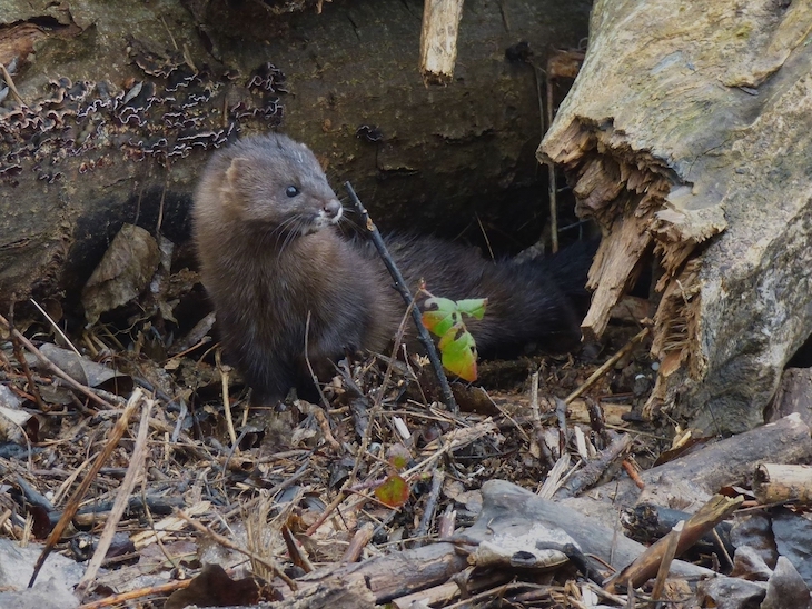 El Gobierno de La Rioja libera a tres visones europeos en la desembocadura del río Najerilla
