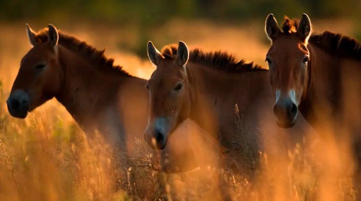 La clonación salva al heredero de los primeros caballos domesticados