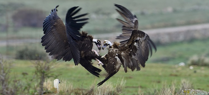 Día Internacional de los Buitres y la aportación de Fundación Biodiversidad