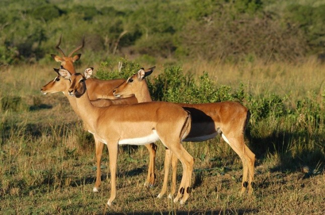 Dónde están los carnívoros en la sabana africana