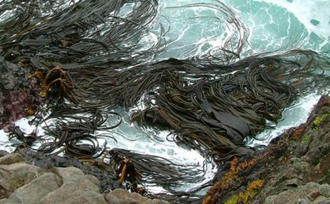 Algas alcanzan la Antártida tras recorrer 20.000 kilómetros