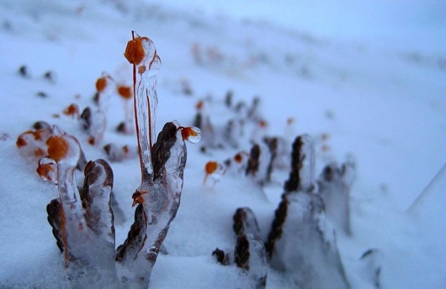 Las plantas del Ártico las grandes beneficiadas por el cambio climático