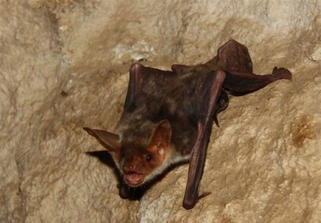 Ecologistas en Acción de Mijas exigen protección para los murciélagos