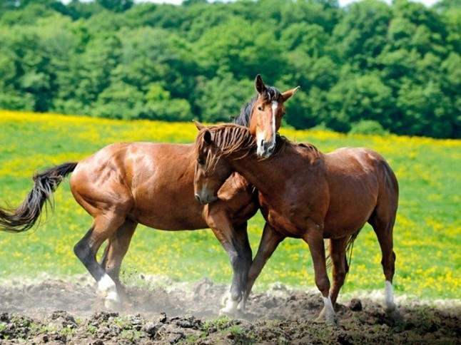 Los caballos nos reconocen y tenemos las pruebas
