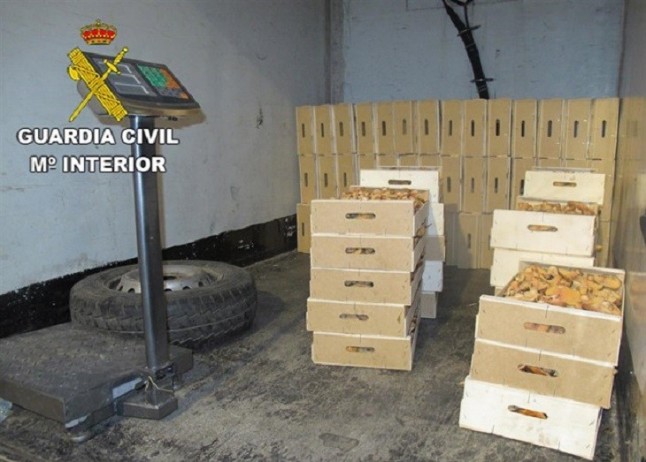 Inspecciones micológicas en Guadalajara se saldan con una tonelada de níscalos requisada