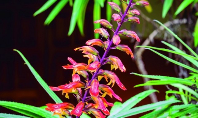 El jueves 17 de mayo se inaugura en el Centro Municipal de Cultura de Arucas la Exposición BIOdiversidad