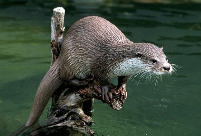 Sorprendentemente la vida silvestre rebosa expansión en el área prohibida de Chernobyl
