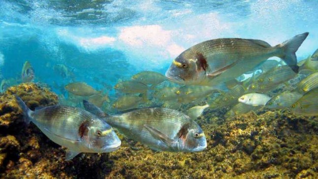 Peces ‘atiborrados’ de antidepresivos