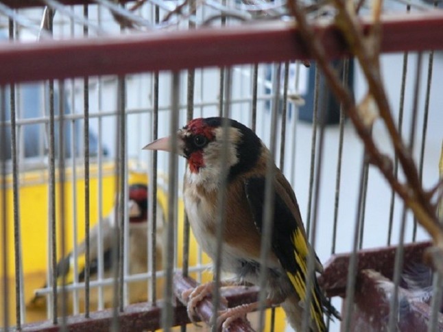 Medio Ambiente tomo las publicaciones en Internet como indicador de que la cría en cautividad es viable