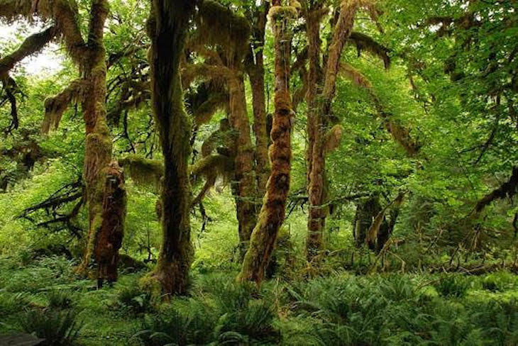 Día Internacional de los Bosques 2021