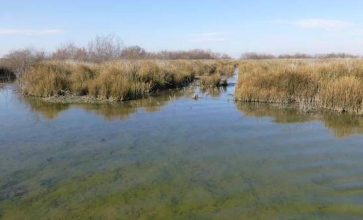 Quieren incluir el Salar de los Canos en el inventario de humedales de Andalucía
