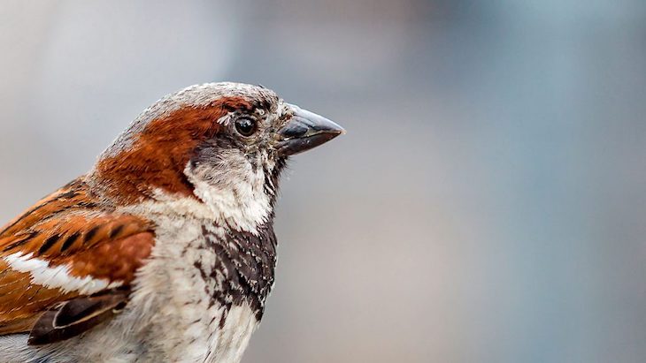 Restricciones al ozono han salvado 1.500 millones de aves en EEUU