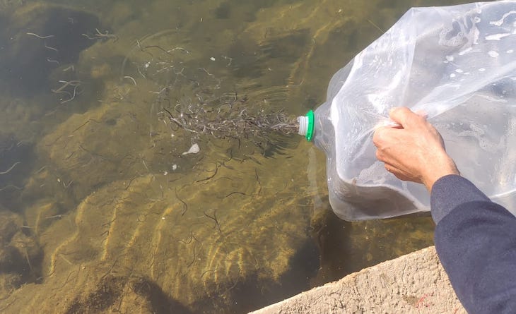 El SEPRONA participa en el rescate y suelta al medio natural de angulas