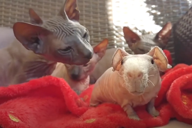 Gatos y cobayas sin pelo (video)