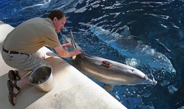 México participa en estudio multinacional sobre bienestar animal en mamíferos marinos