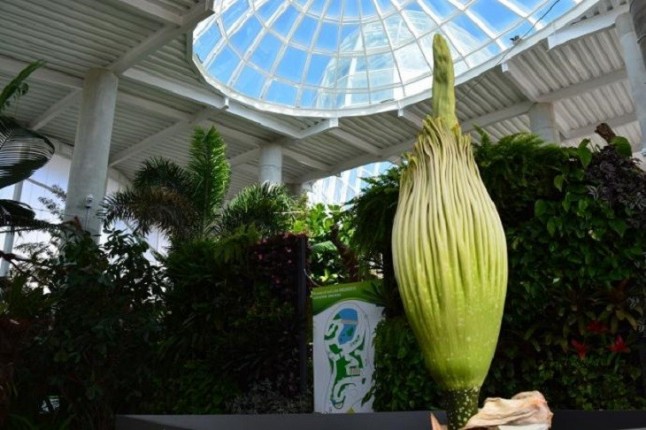 El Parque Botánico-Orquidario de Estepona será este mes la capital de la Orquídea