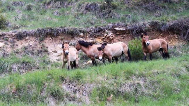 Piden a la Xunta de Galicia que aclare el régimen jurídico que ampara la protección de los garranos
