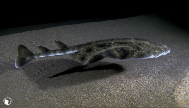 Los bañistas pueden causar escoliosis al tiburón ángel en Canarias