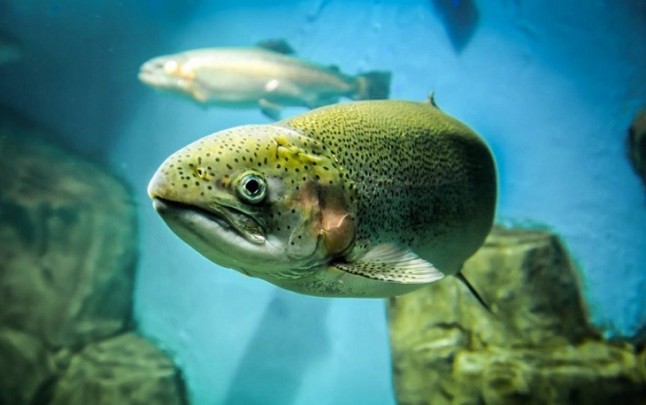Amnistían a la trucha arcoiris