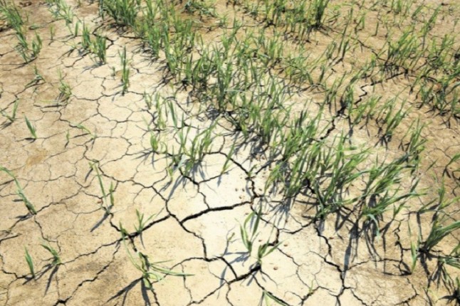 El cambio climático ya está mermando la producción de alimentos