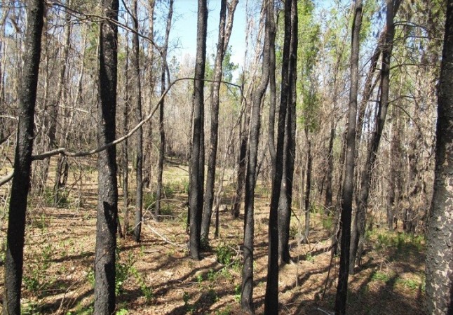 La protección del bosque nativo es clave  para combatir los incendios forestales en Chile
