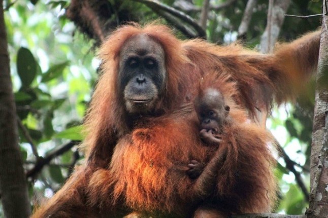 Los orangutanes consideran opciones antes de tomar una decisión
