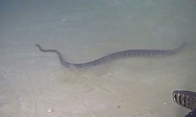 Las serpientes marinas baten un nuevo récord de profundidad