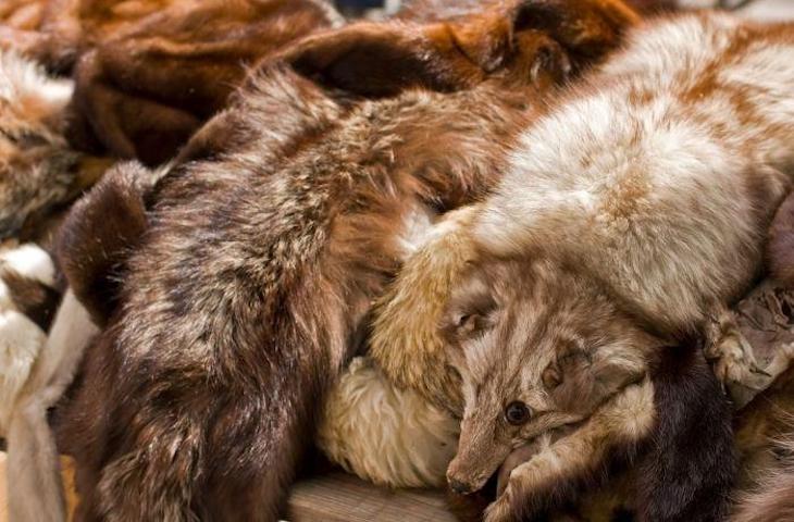 STOP a la venta de pieles para la moda en Israel