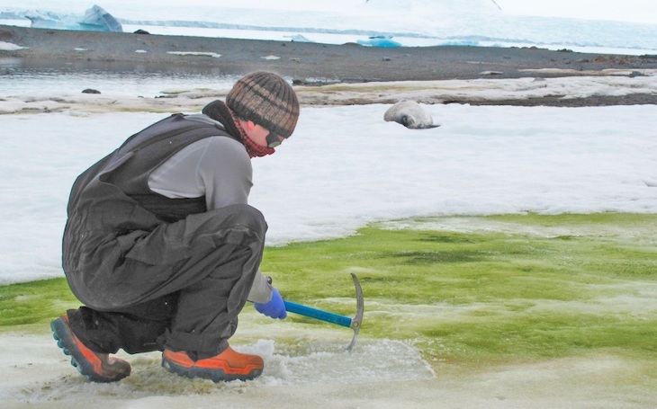 La ‘crisis climática’ hará verde la Antártida costera