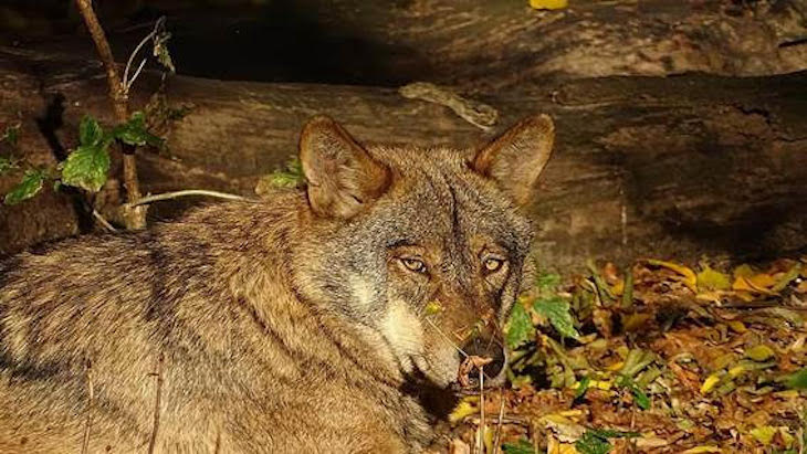 Rebelión y deslealtad al norte del Duero