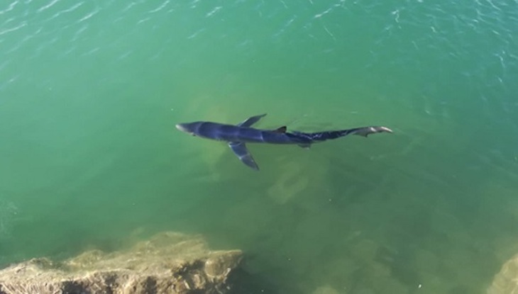 La red actual de áreas marinas protegidas no asegura el futuro de los tiburones y rayas del Mediterráneo