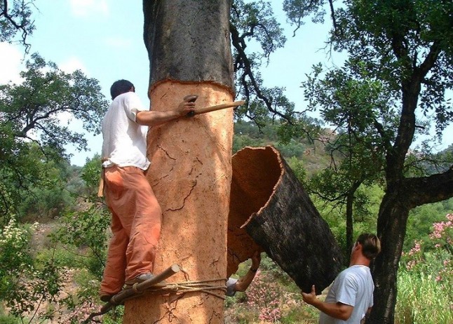 200.000 kilos de corcho en los montes públicos de la provincia de Córdoba