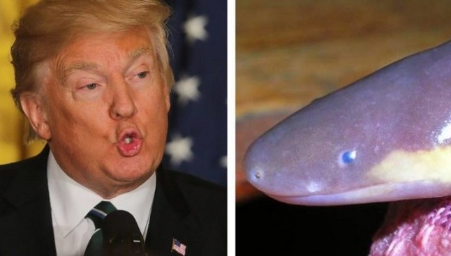 Un anfibio que esconde la cabeza bajo tierra