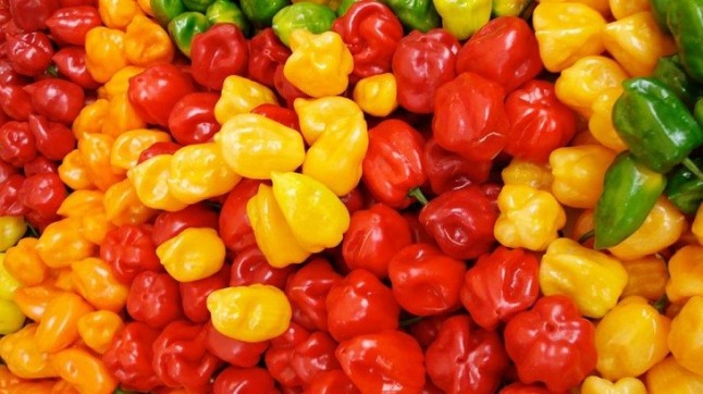 Chile habanero de Yucatán