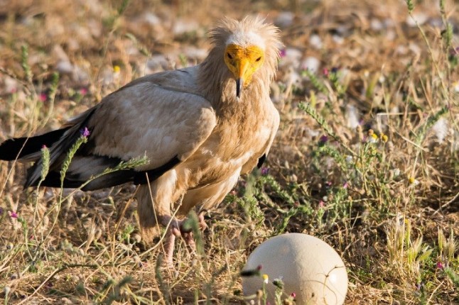 El alimoche ‘Montejo’ inicia un extraordinario y desconocido - hasta ahora -viaje