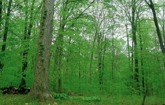 Un resplandor del bosque revela el despertar de la hibernación