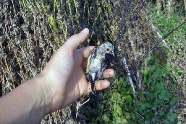 Condenados a pagar más de 1.000 euros por capturar aves no cazables en un paraje de Punta Umbría (Huelva)