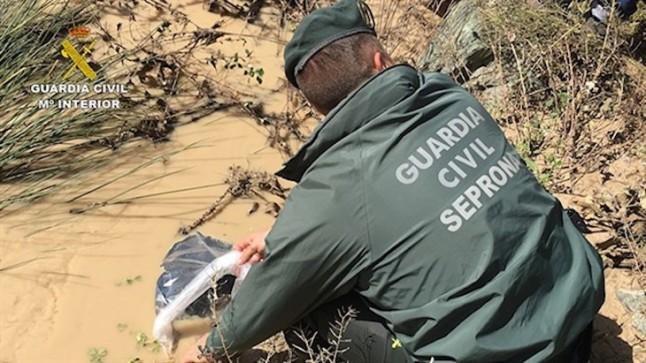 Devueltas a su hábitat natural angulas intervenidas en el aeropuerto de Sevilla