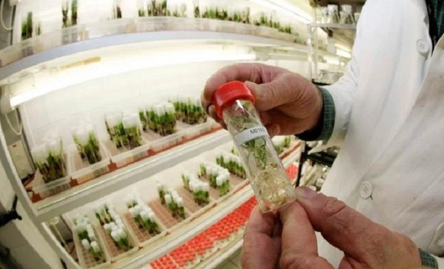 Un cóctel de armas químicas de las plantas para reducir los pesticidas
