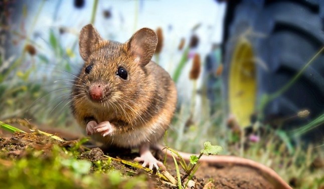 Unos ratones con mucho caràcter