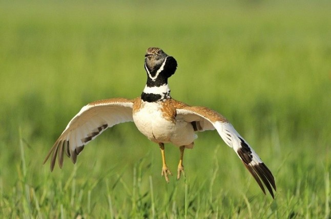 Nueva iniciativa para la conservación del sisón común en España
