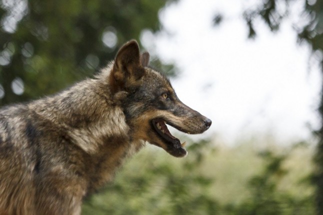 Polémica a cuenta del Catálogo Vasco de Especies Amenazadas