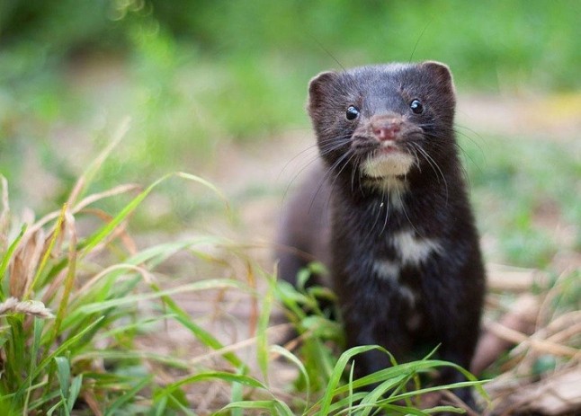 STOP a la Ley de Patrimonio Natural