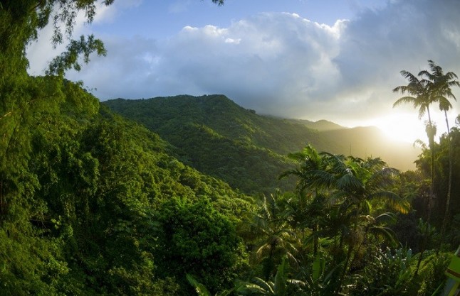 Los bosques tropicales pagarán ‘caro’ el cambio climático