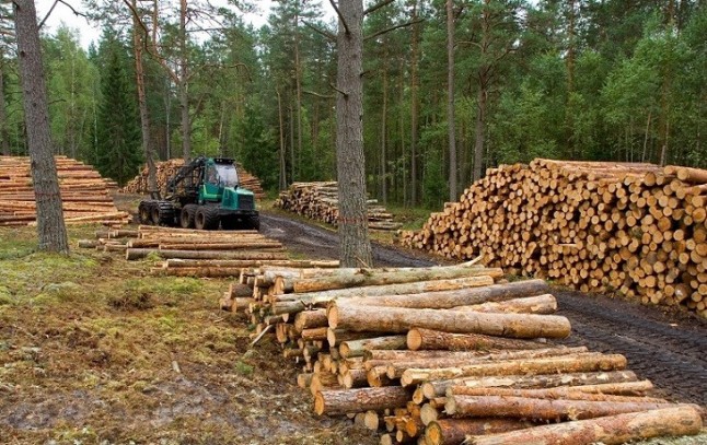 Barra libre de madera ilegal en España