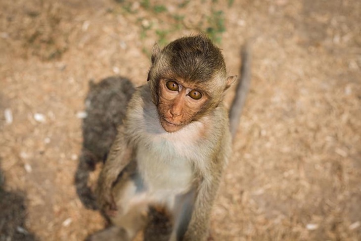 Día Mundial del Mono 2020