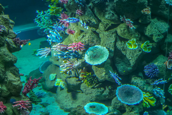 Europa se queda ‘corta’ en la conservación de la biodiversidad marina